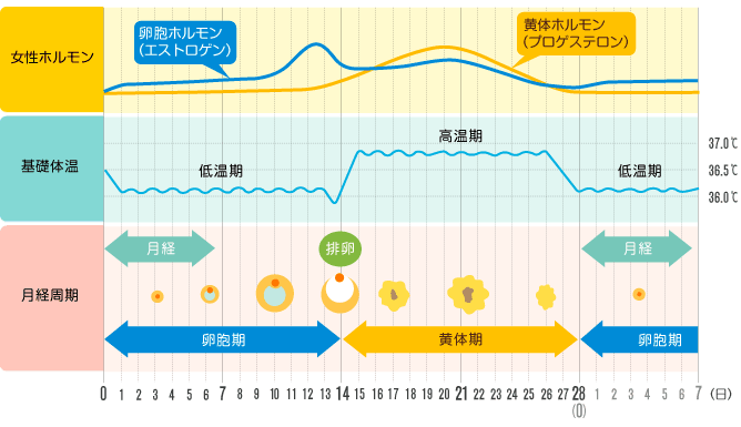 月経周期とは｜月経周期を考慮したコンディショニング法 https://www.nittai.ac.jp/female/menstrual_cycle/