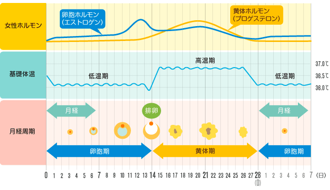 月経周期説明イラスト