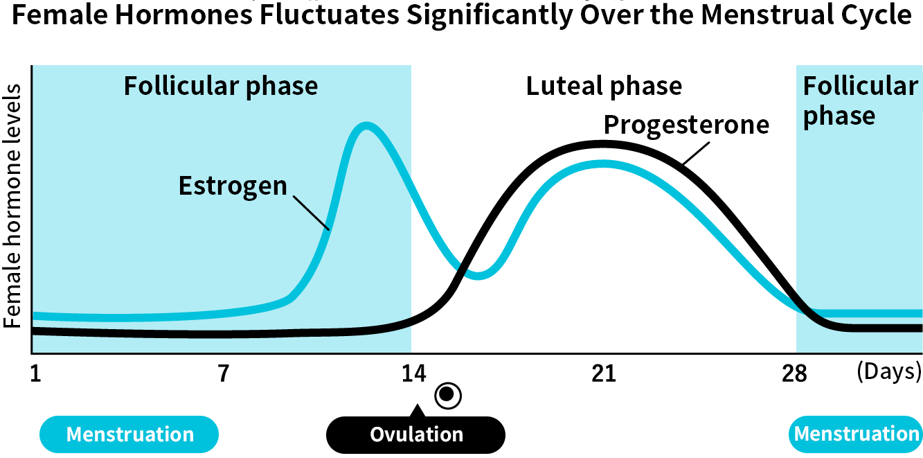 Hormones Fluctuate Significantly Over the Menstrual Cycle