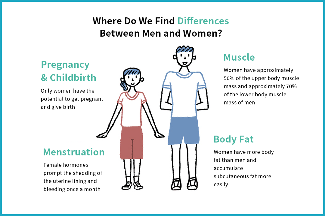 Differences Between The Male And The Female Body Are The Work Of Female Hormones Differences