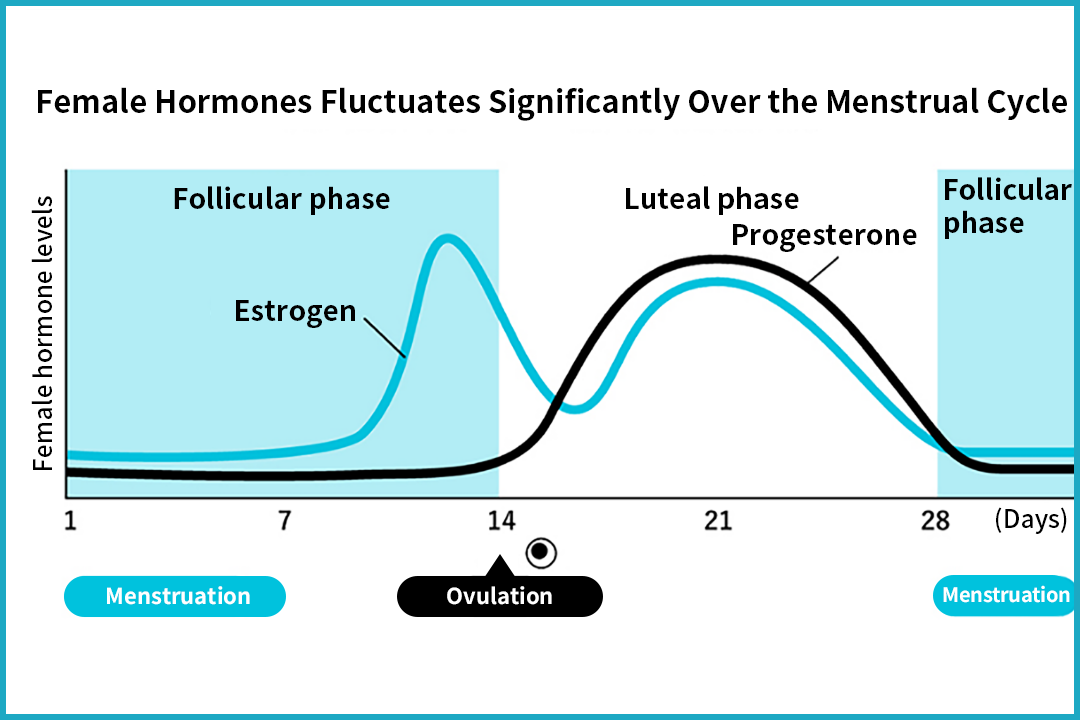 The Menstrual Cycle